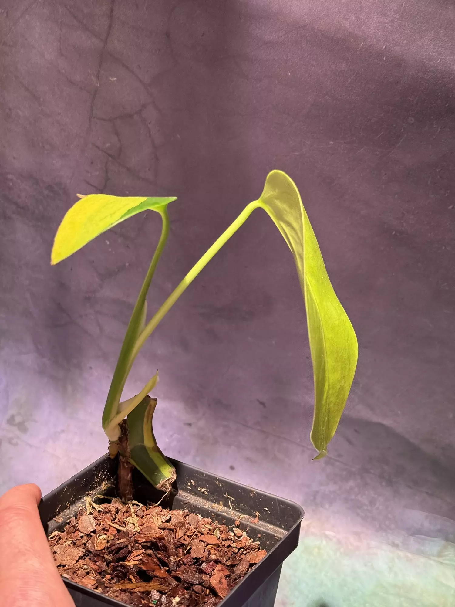 plant/Monstera Aurea high color-1