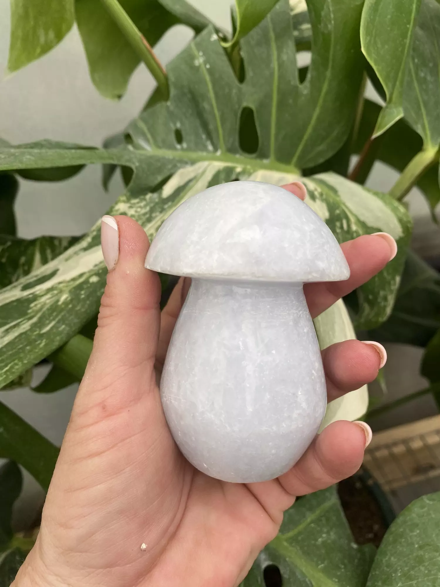 plant/PSS-0279 Blue Calcite Mushroom -0