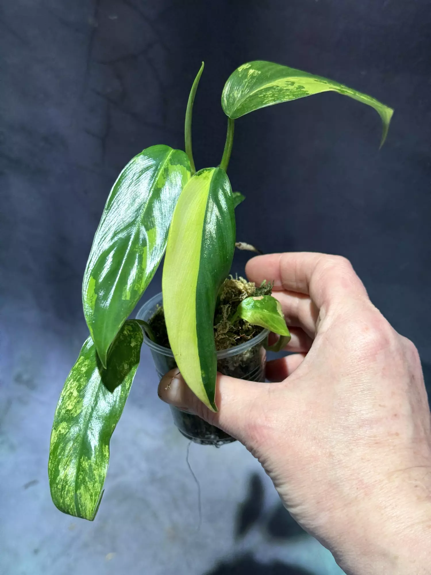 plant/Variegated domesticum top cut long aerials in roots-0