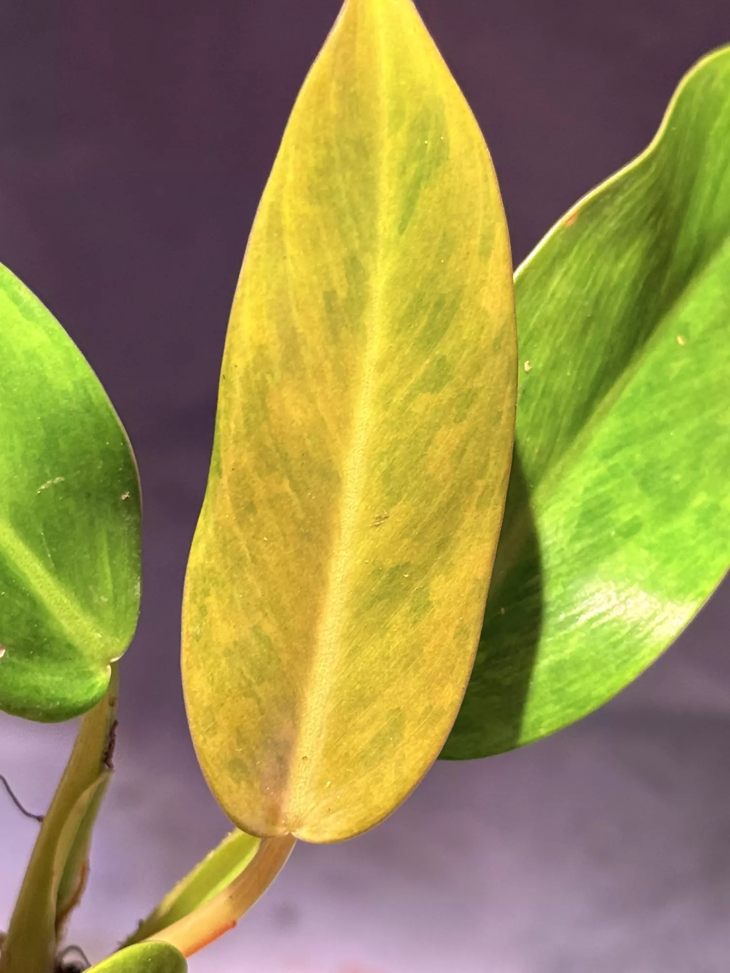 plant/Painted lady philodendron-1