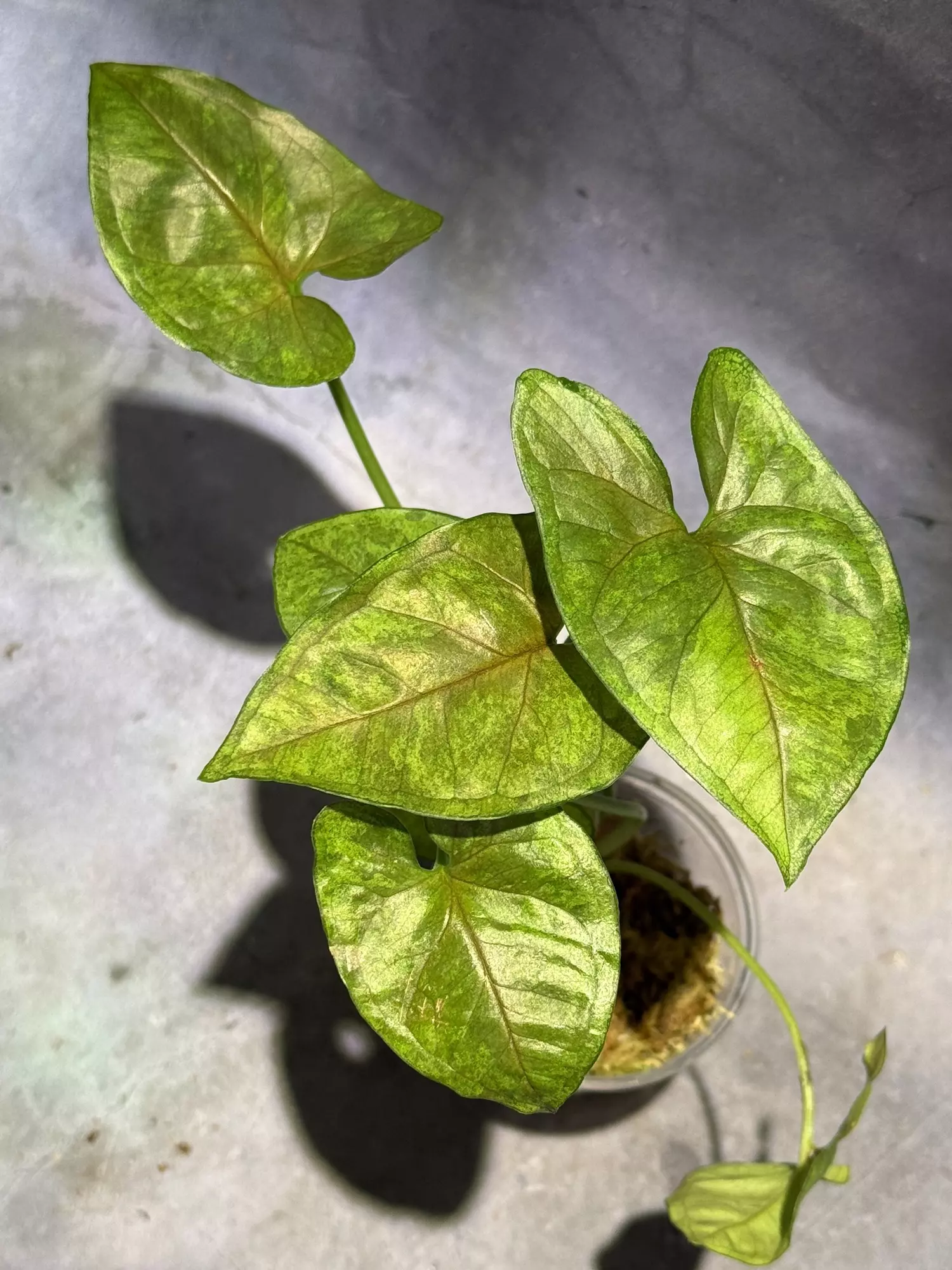 plant/Syngonium matcha sprinkles-0