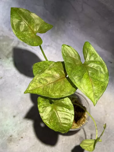 plant/Syngonium matcha sprinkles-0-thumbnail