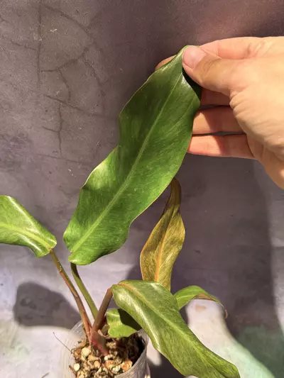 plant/Orange marmalade philodendron-2-thumbnail