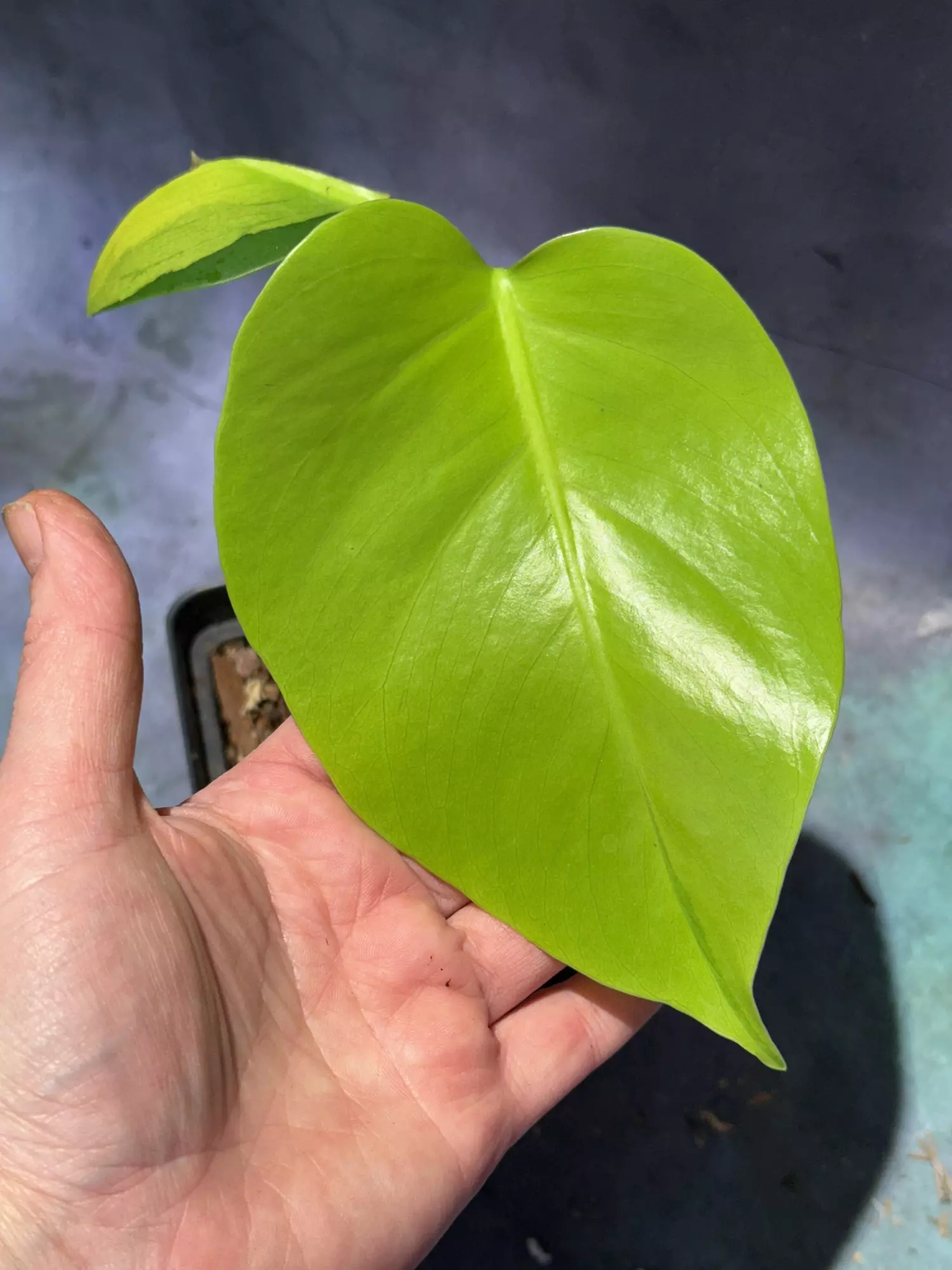 plant/Monstera Aurea high color-0