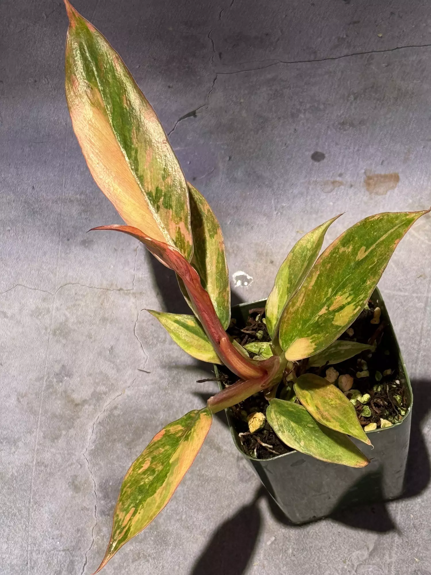 plant/Caramel marble fire tiger philodendron-0
