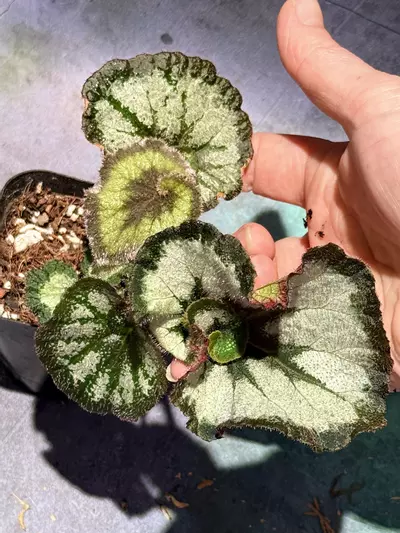 plant/Begonia escargot-1-thumbnail