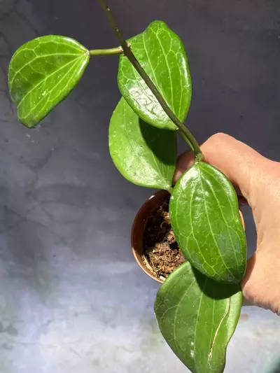 plant/Hoya quinquenervia sunstresses bright red-1-thumbnail
