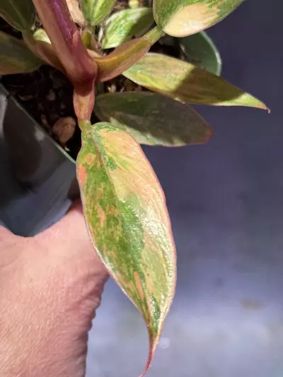 plant/Caramel marble fire tiger philodendron-1-thumbnail