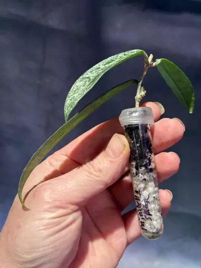 plant/Hoya minibelle splash unrooted-1-thumbnail