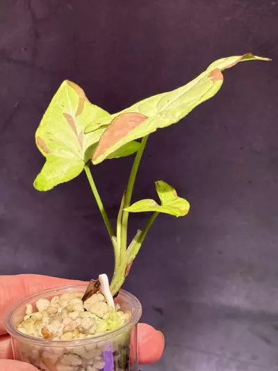 plant/Syngonium strawberry milk-2-thumbnail