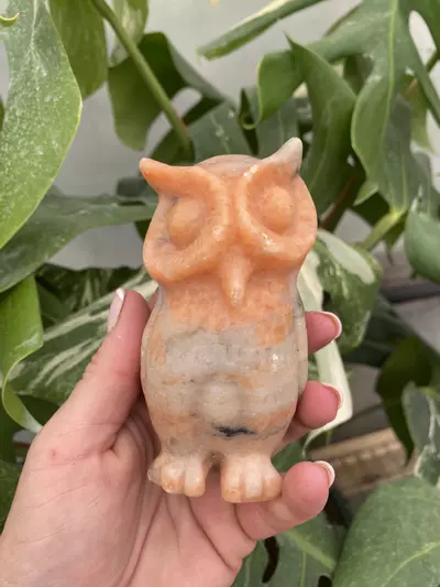 plant/PSS-0273 Jasper Owl-0-thumbnail