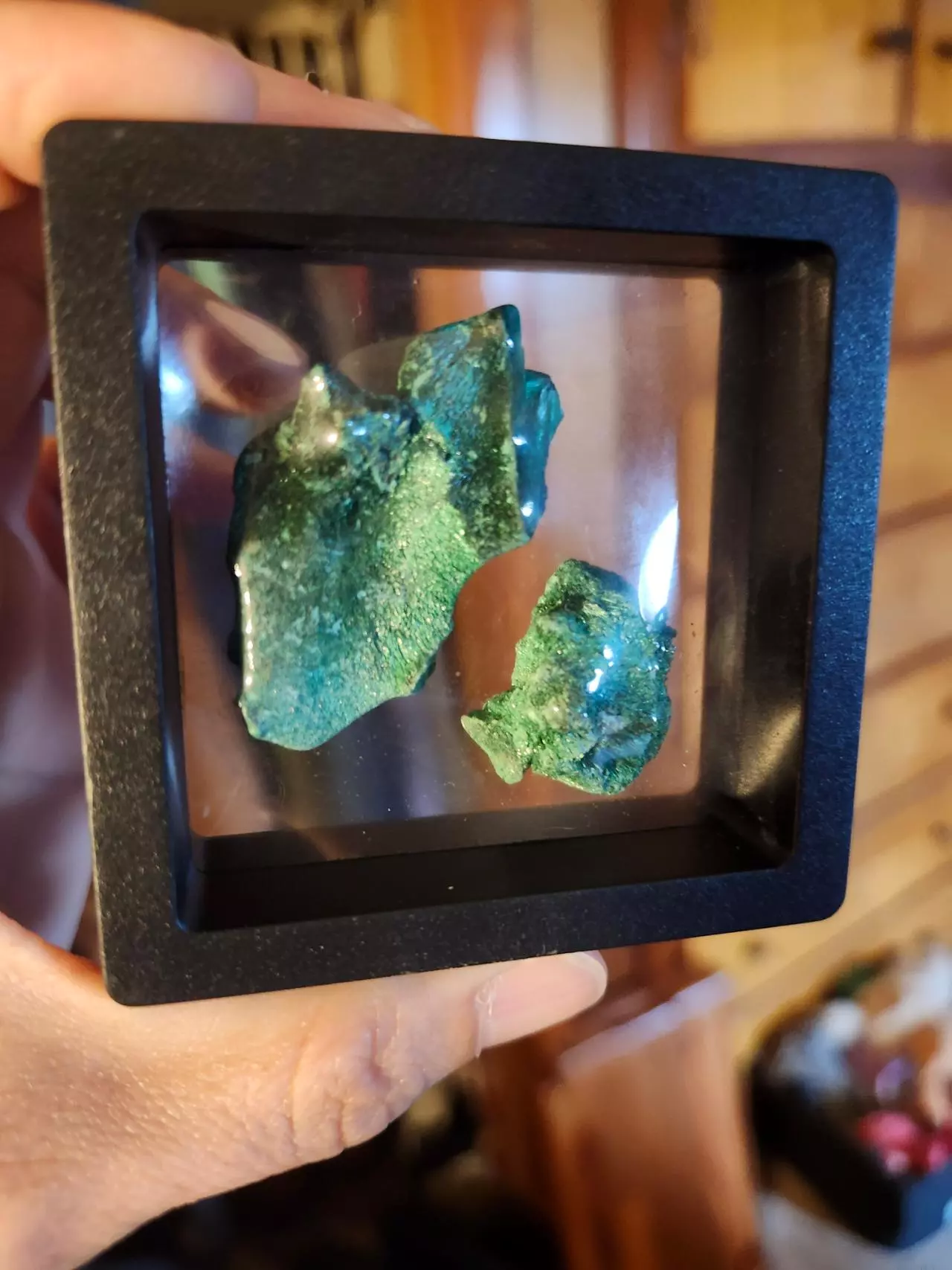 plant/🔮Beautiful Velvet Malachite🔮-0