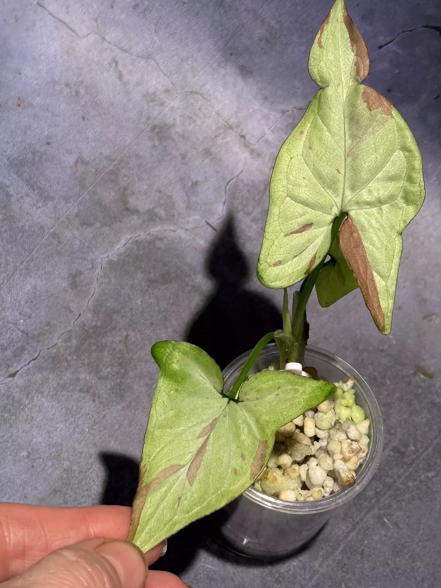 plant/Syngonium strawberry milk-1