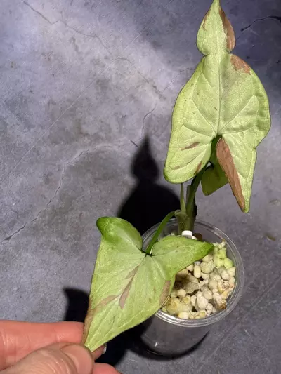 plant/Syngonium strawberry milk-1-thumbnail