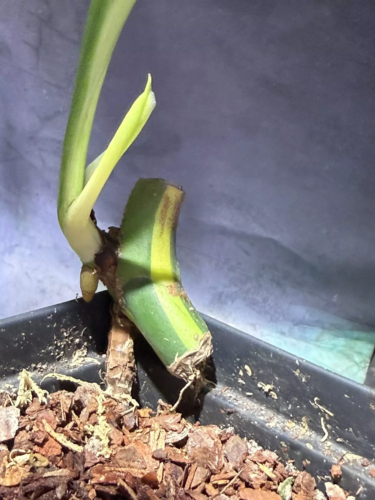 plant/Monstera Aurea high color-2