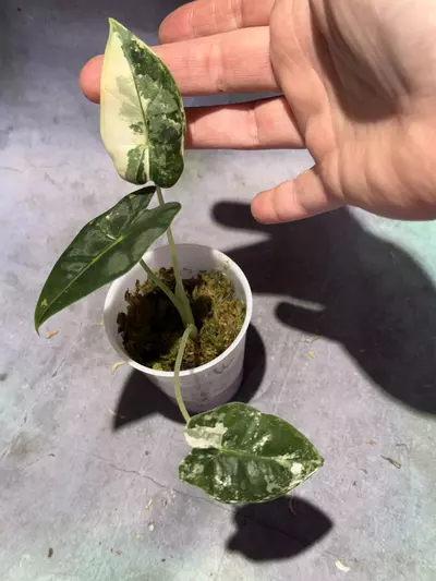 plant/Alocasia frydek corm grown-0-thumbnail