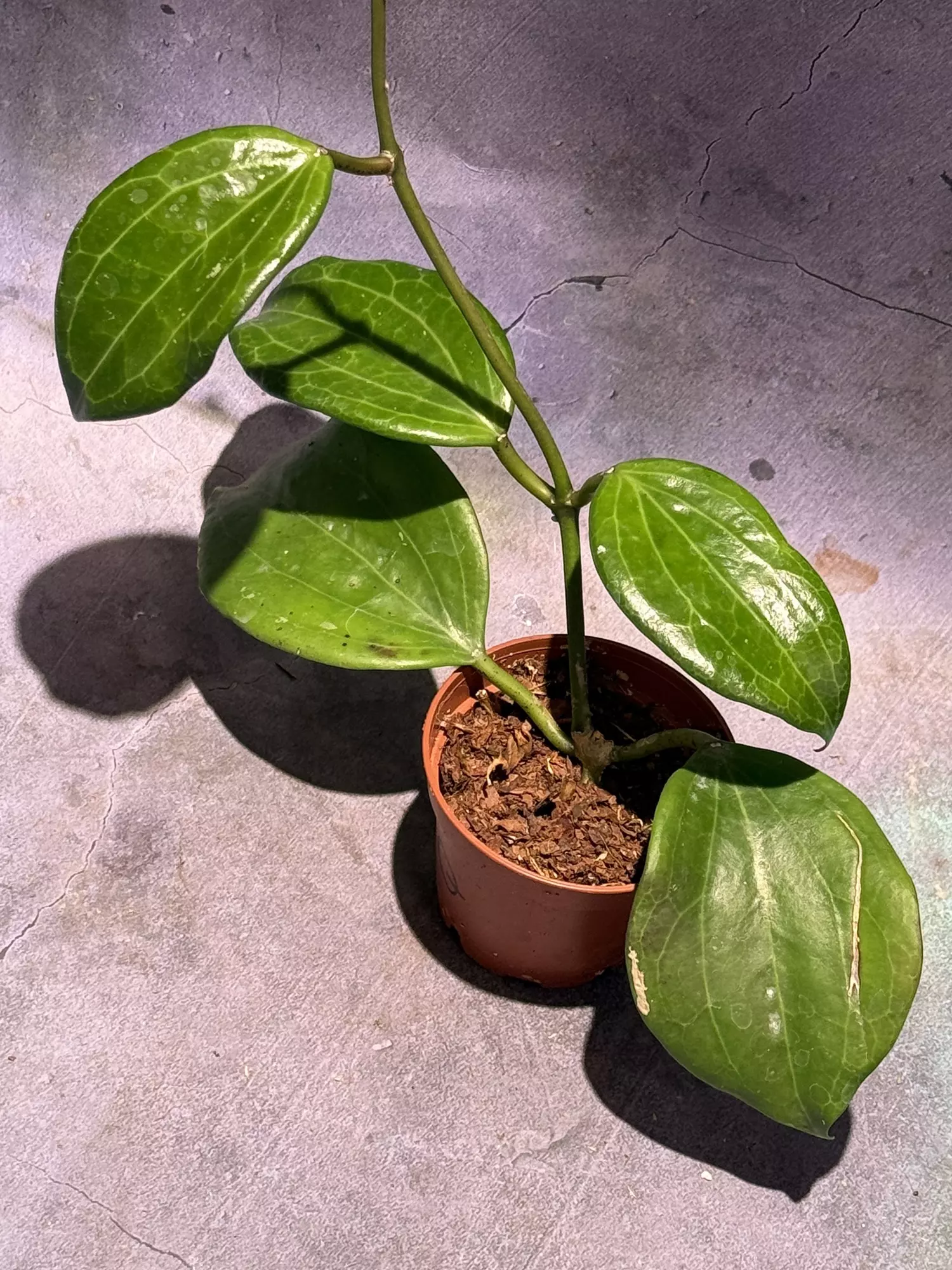 plant/Hoya quinquenervia sunstresses bright red-0