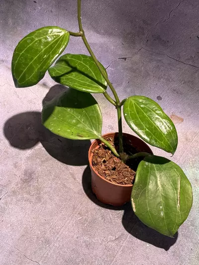 plant/Hoya quinquenervia sunstresses bright red-0-thumbnail