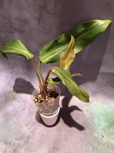 plant/Orange marmalade philodendron-0-thumbnail