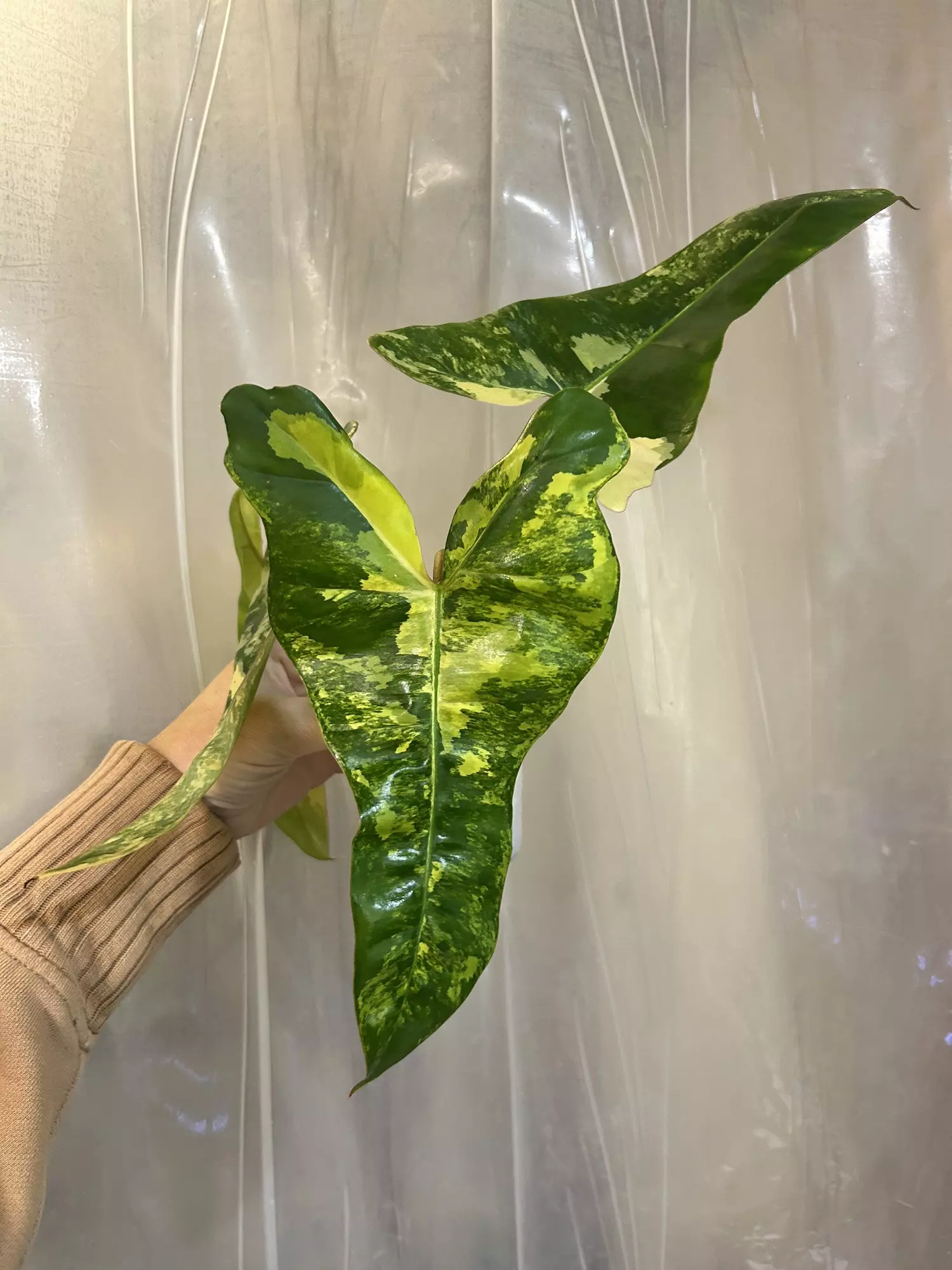 plant/Billie x mayoi x Fb-0