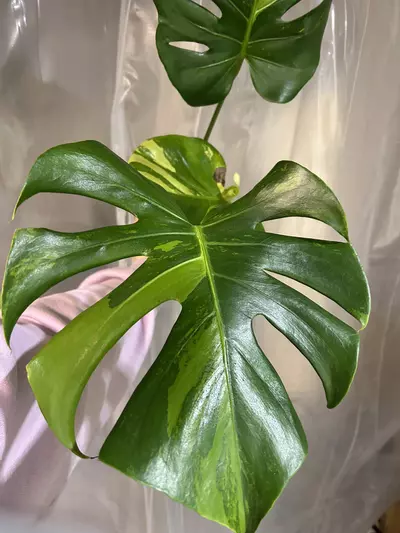 plant/Monstera lemon-1-thumbnail