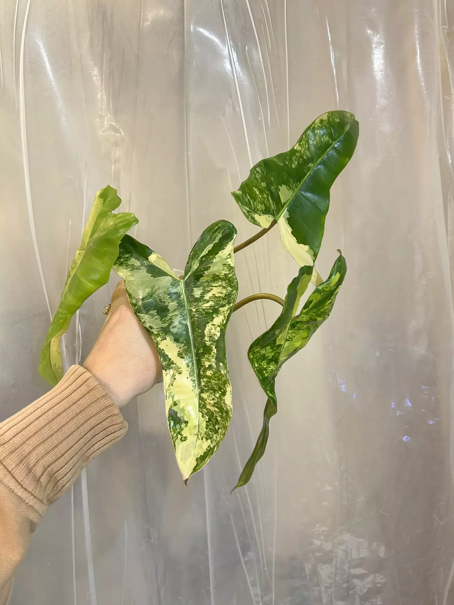 plant/Billie x mayoi x Fb-1