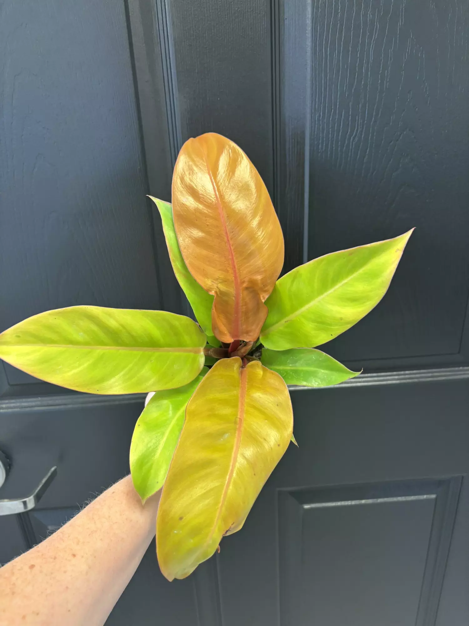 plant/Philodendron mccolleys finale-0