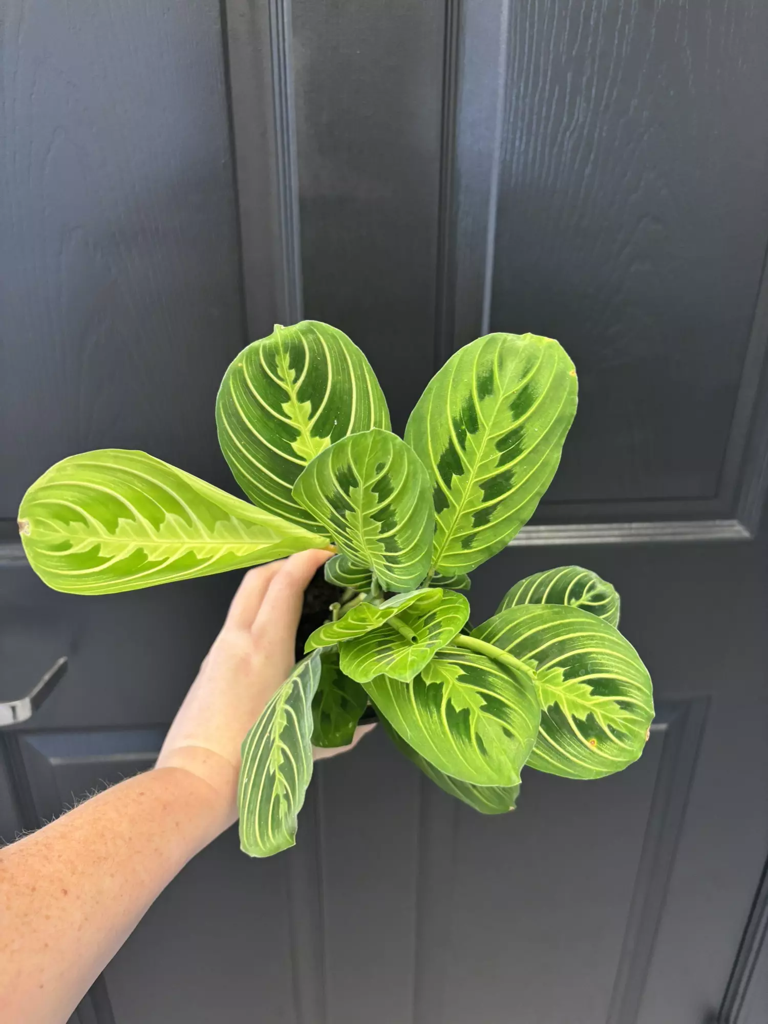 plant/Maranta lemon-0