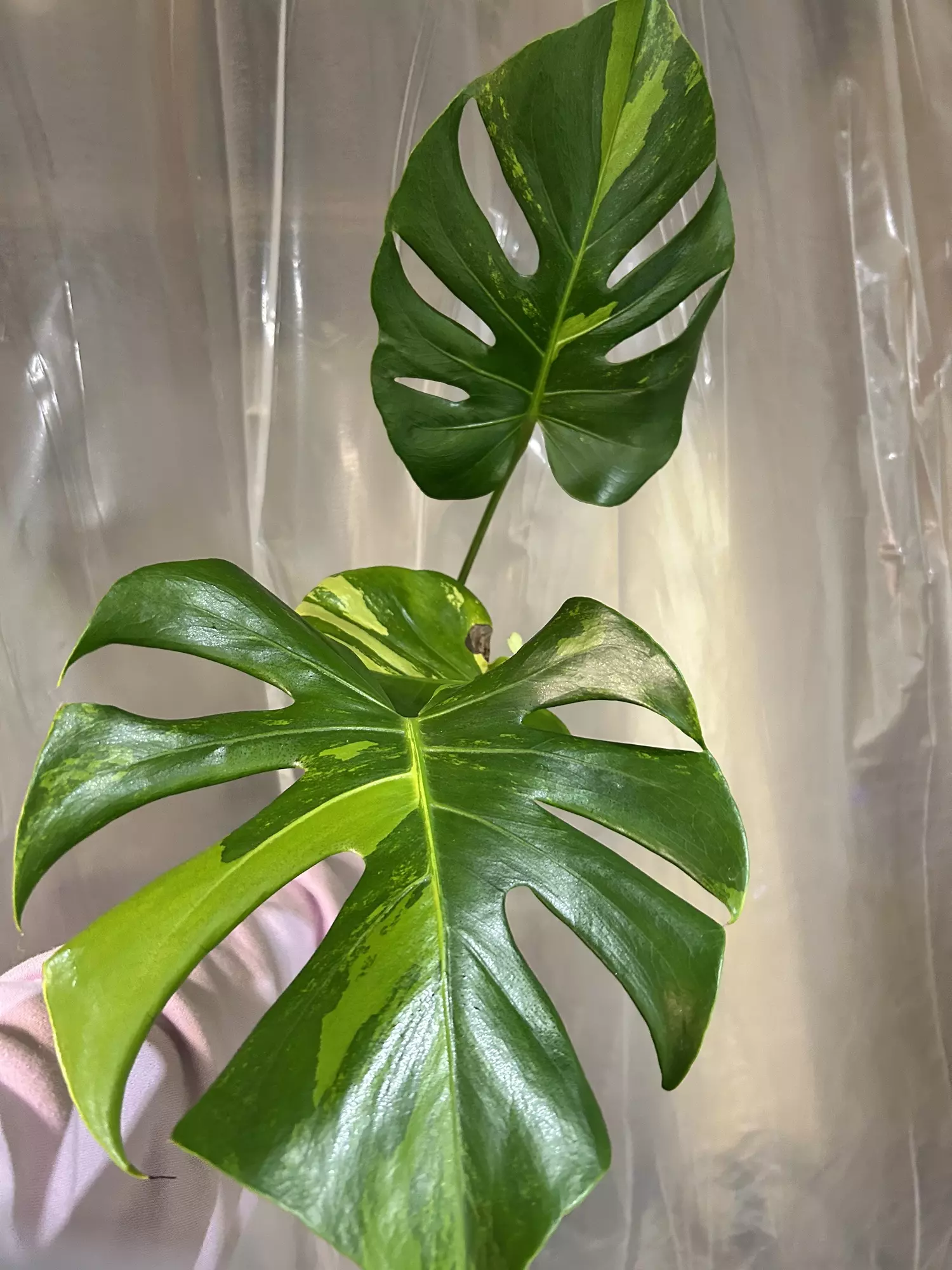 plant/Monstera lemon-0