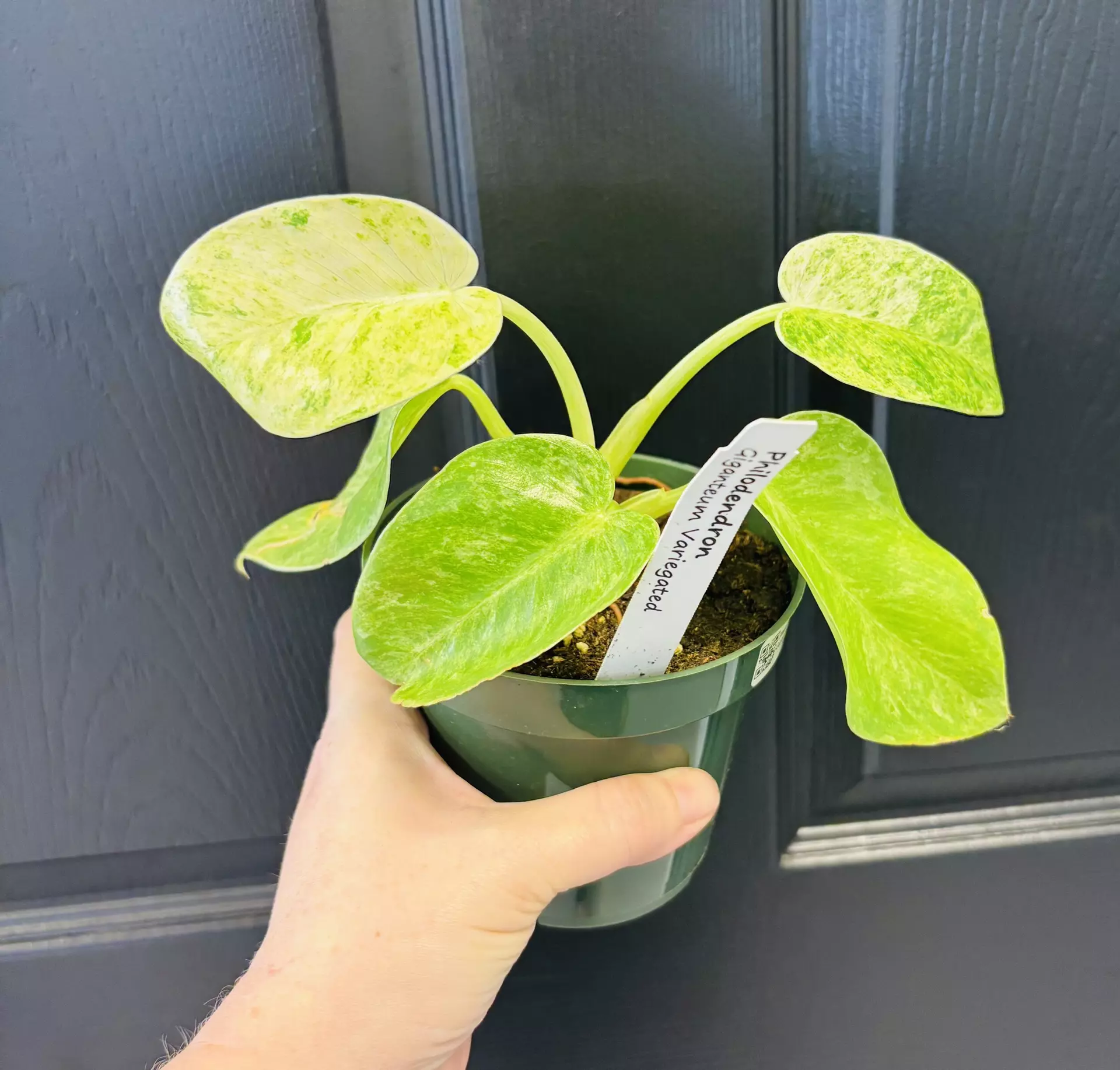 plant/Philodendron Giganteum Var-0