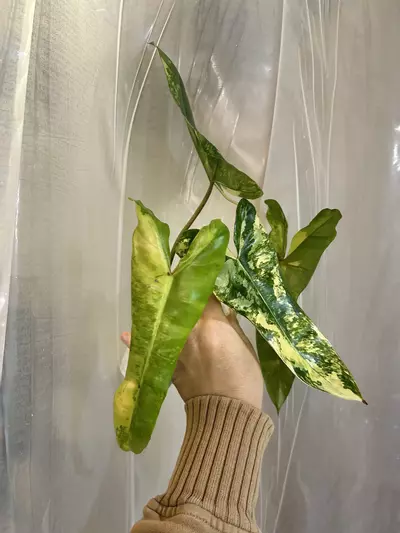 plant/Billie x mayoi x Fb-2-thumbnail