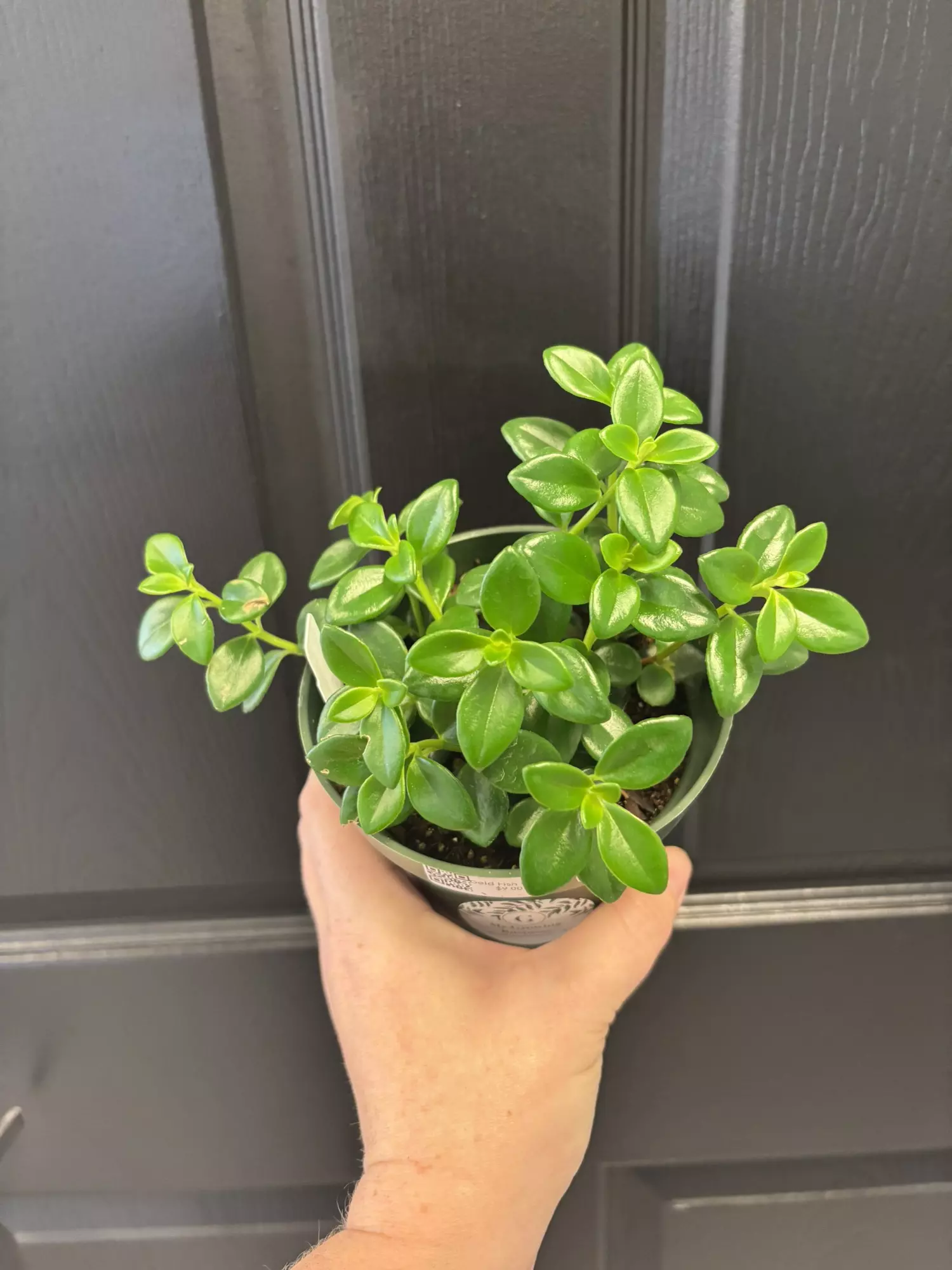 plant/Gold fish plant-0