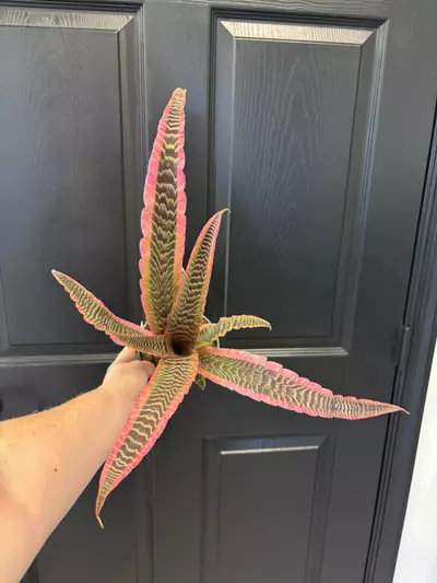 plant/Bromeliad Cryptanthus Elaine-0-thumbnail