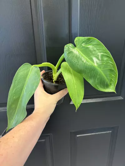 plant/Philodendron jose buono-0-thumbnail