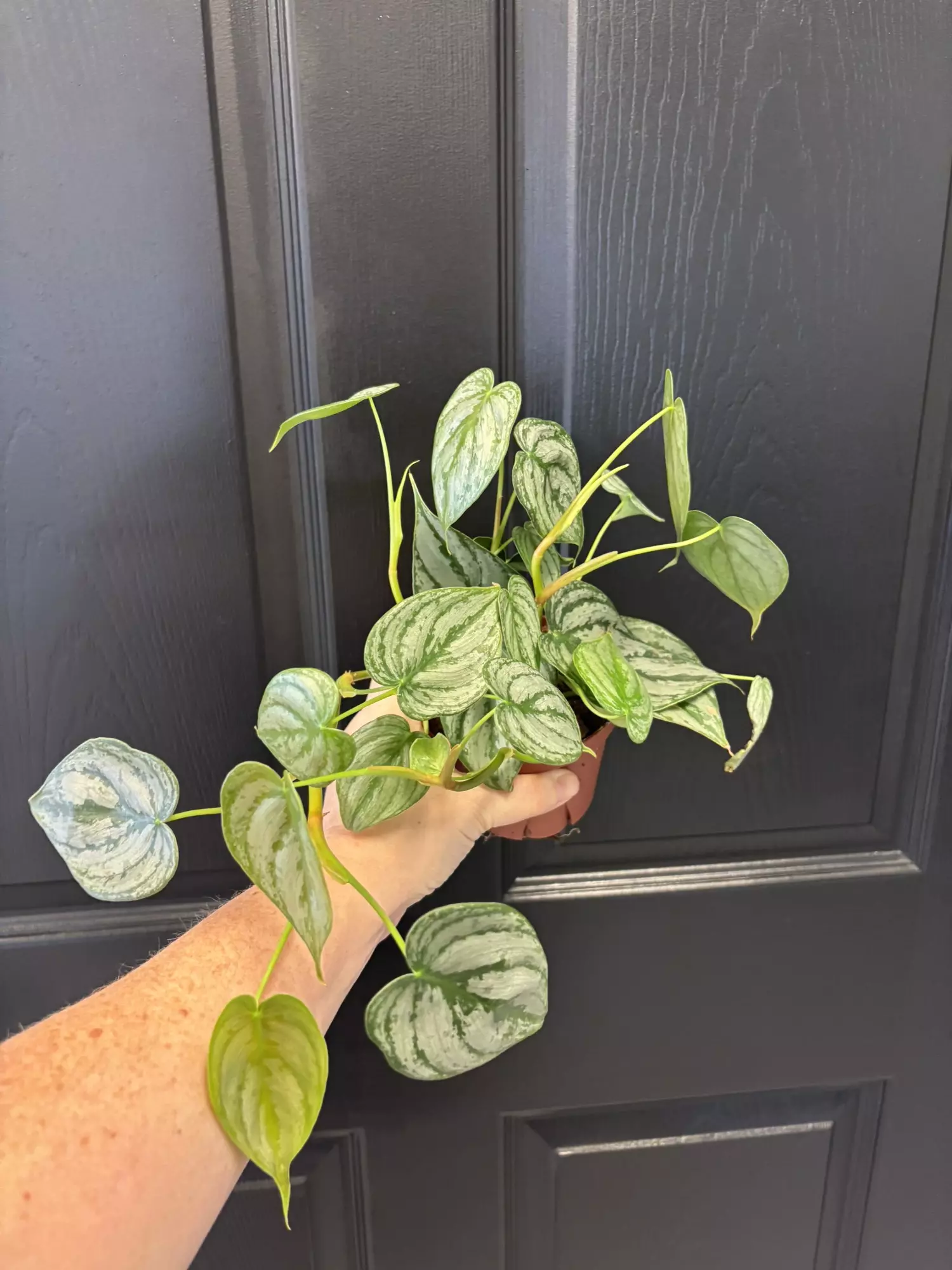 plant/Philodendron Brandtianum-0