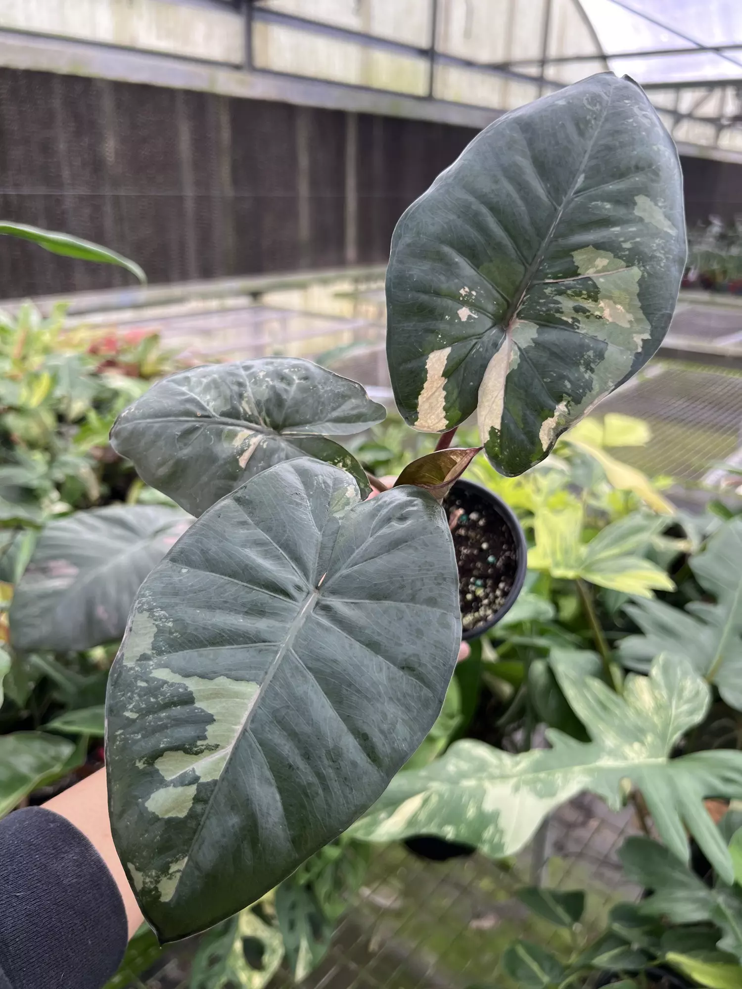 plant/4” Alocasia Yucatan Princess Variegated A - Exact Plant🌱-0