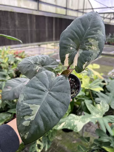 plant/4” Alocasia Yucatan Princess Variegated A - Exact Plant🌱-0-thumbnail