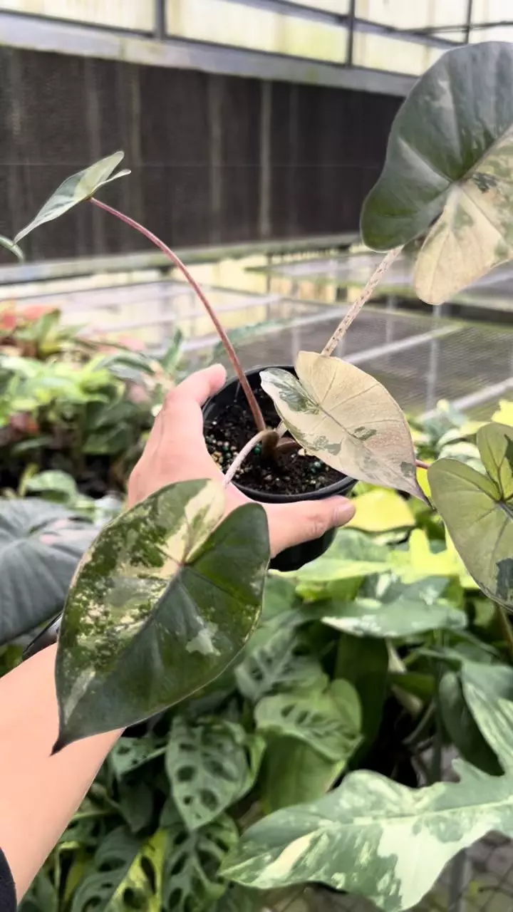 plant/4” Alocasia Yucatan Princess Variegated B - Exact Plant🌱-1