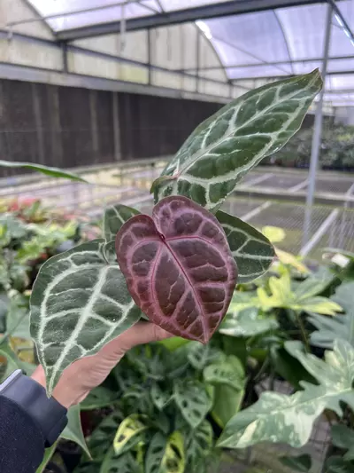 plant/4” Anthurium Michelle x SKG Silver 2 - Exact Plant🌱-0-thumbnail