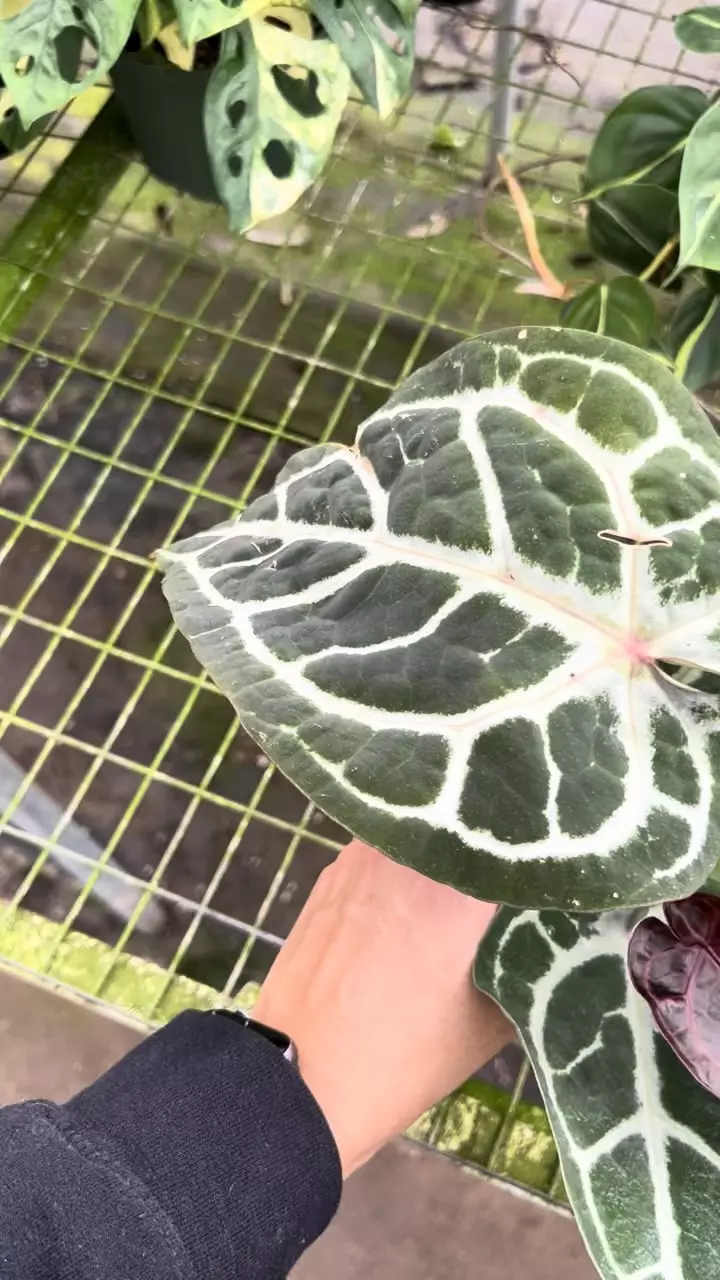 plant/4” Anthurium Michelle x SKG Silver 1 - Exact Plant🌱-3