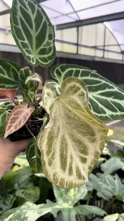 plant/4” Anthurium Silver Bush D - Exact Plant🌱-1-thumbnail