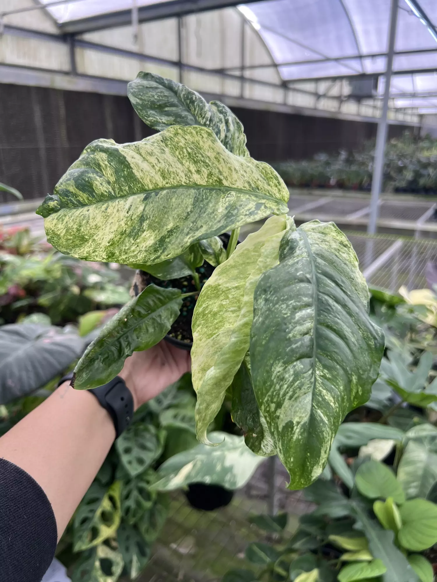 plant/4” Rhaphidophora Puberula A - Exact Plant🌱-3