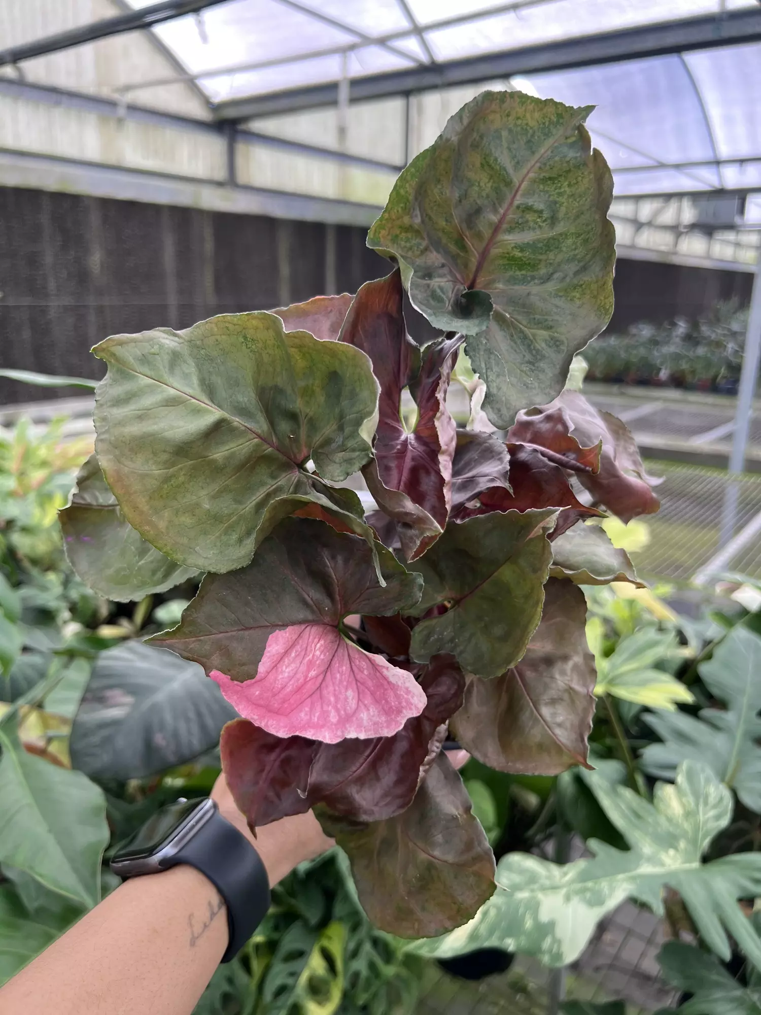 plant/4” Syngonium Strawberry Ice B - Exact Plant🌱-0