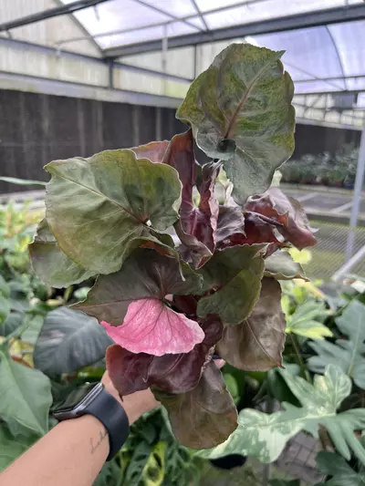 plant/4” Syngonium Strawberry Ice B - Exact Plant🌱-0-thumbnail