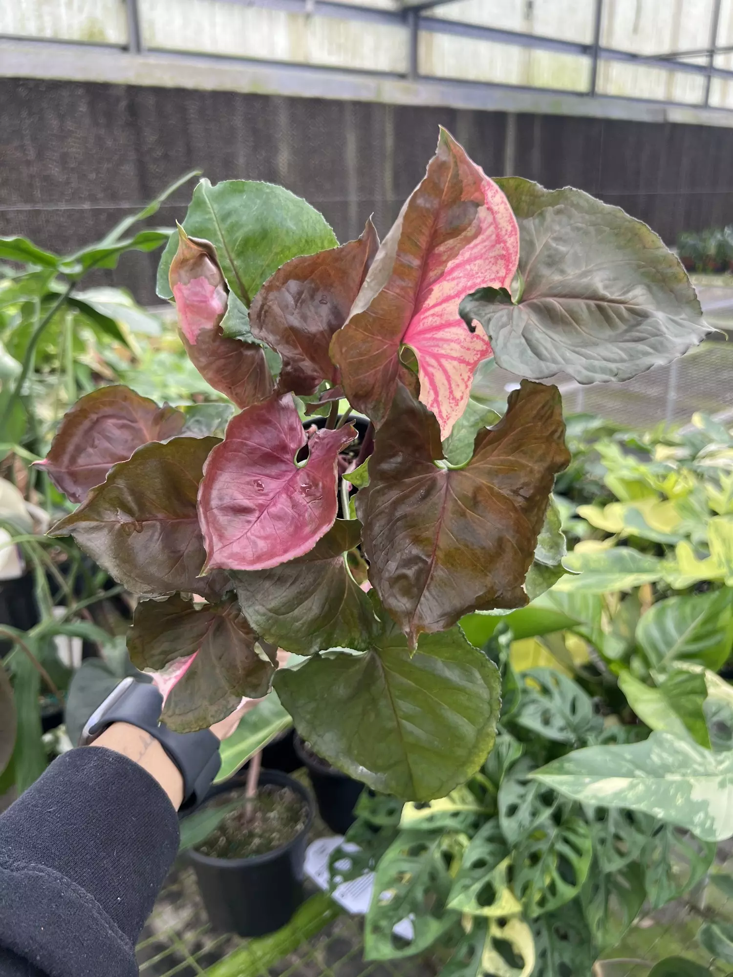 plant/4” Syngonium Strawberry Ice - Exact Plant🌱-0