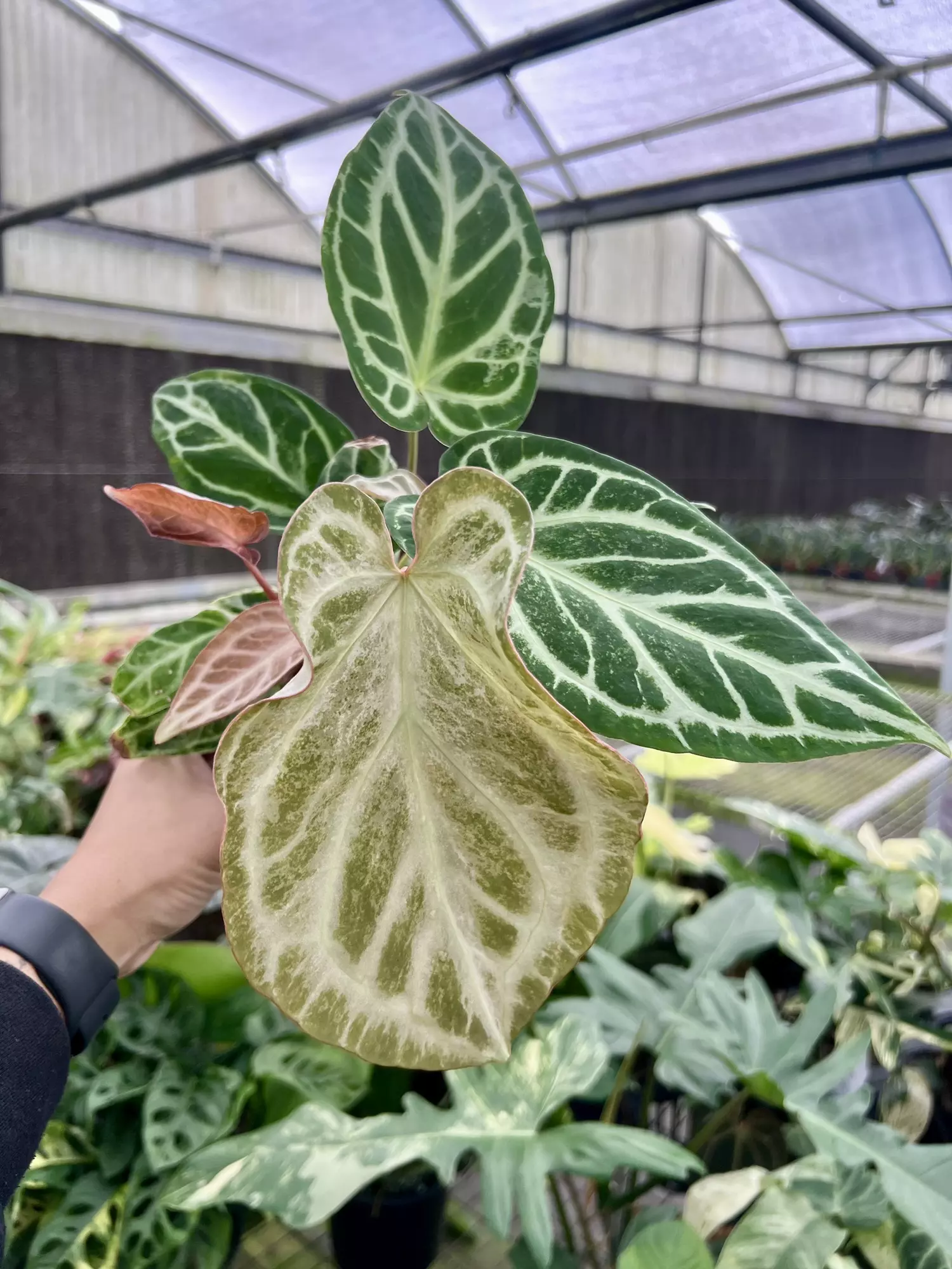 plant/4” Anthurium Silver Bush D - Exact Plant🌱-0