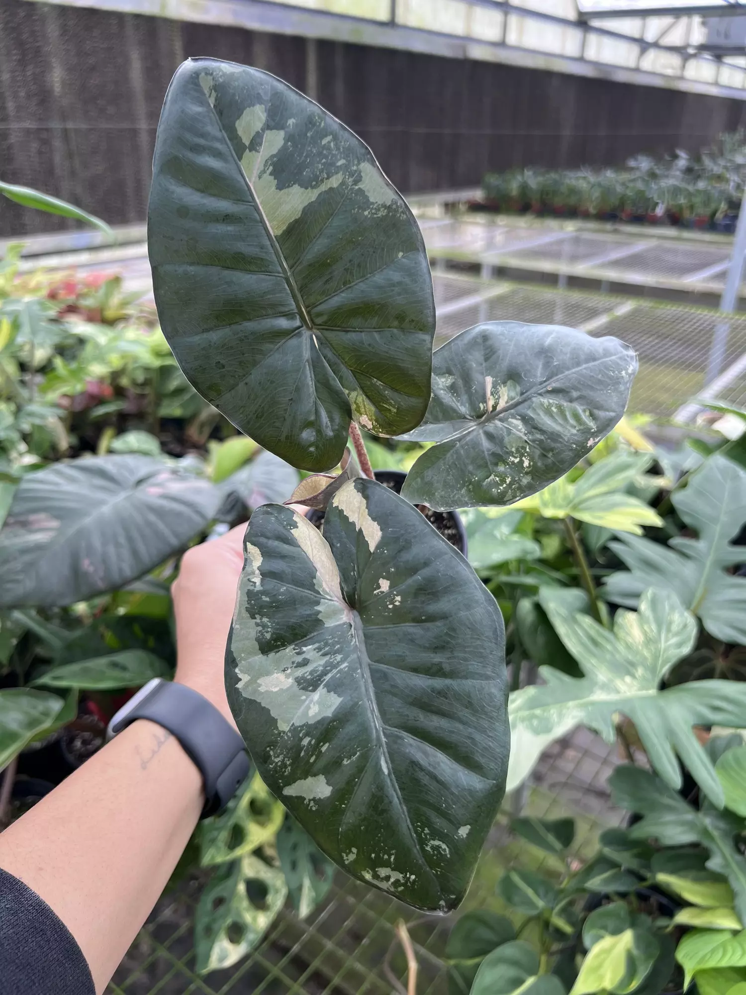 plant/4” Alocasia Yucatan Princess Variegated A - Exact Plant🌱-3