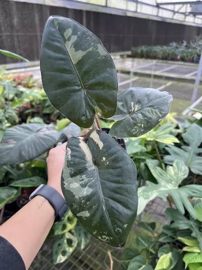 plant/4” Alocasia Yucatan Princess Variegated A - Exact Plant🌱-3-thumbnail