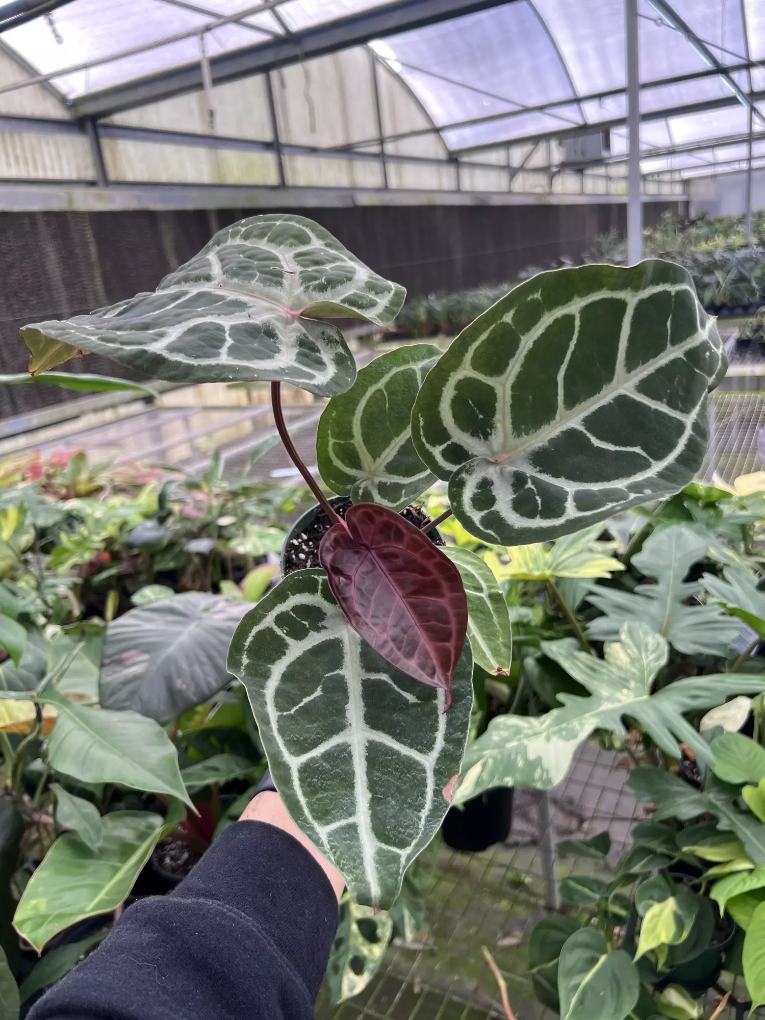 plant/4” Anthurium Michelle x SKG Silver 1 - Exact Plant🌱-0
