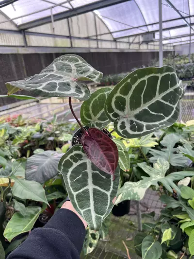 plant/4” Anthurium Michelle x SKG Silver 1 - Exact Plant🌱-0-thumbnail
